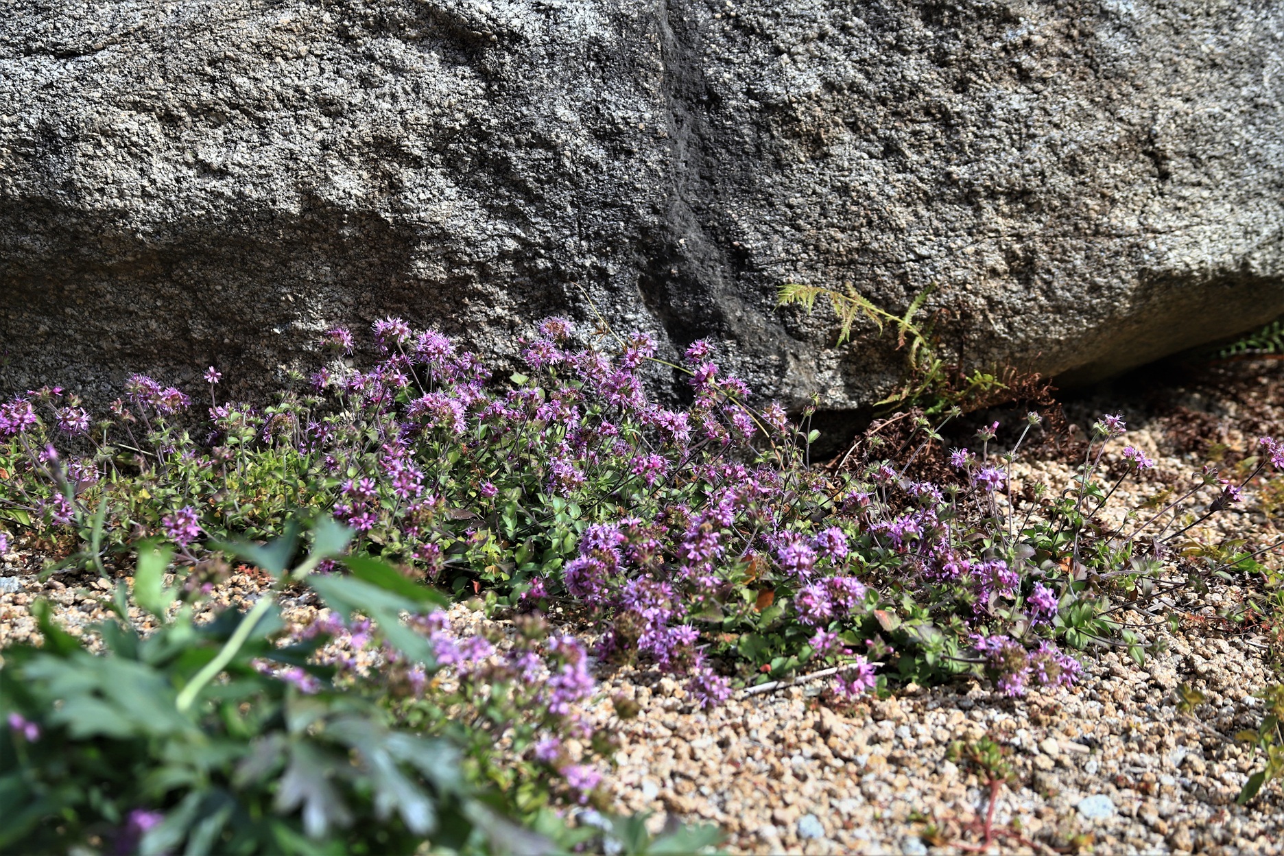 분홍장구채 (5).JPG